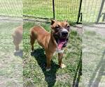 Small #1 Mutt