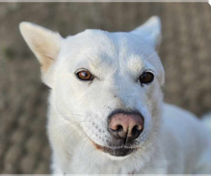 Mutt Dogs for adoption in San Ramon, CA, USA