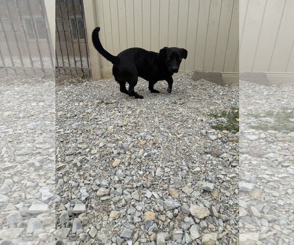 Medium Photo #3 Dachshund-Retriever  Mix Puppy For Sale in Corning, AR, USA