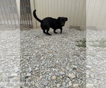 Small #2 Dachshund-Retriever  Mix
