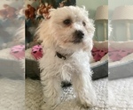 Small Photo #15 Zuchon Puppy For Sale in RENO, NV, USA