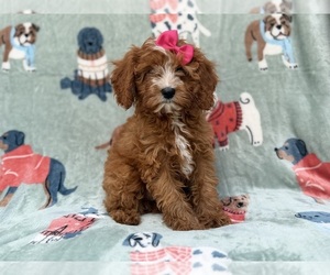 Cavapoo (Miniature) Puppy for sale in LAKELAND, FL, USA