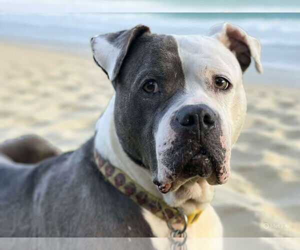 Medium Photo #3 American Bulldog Puppy For Sale in Rockville, MD, USA