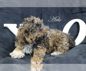 Poodle (Toy) Dog for Adoption in CHANUTE, Kansas USA