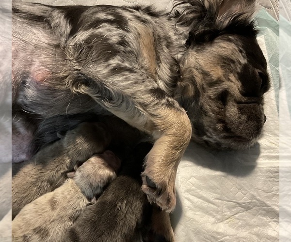 Medium Photo #7 French Bulldog Puppy For Sale in LEHIGH ACRES, FL, USA