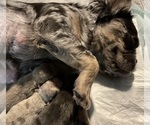 Small Photo #26 French Bulldog Puppy For Sale in LEHIGH ACRES, FL, USA