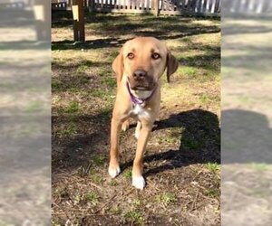 Lila (GA) - Female Labralas Dog for Adoption - Photo #2