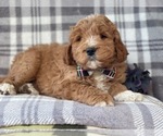 Small Photo #5 Labradoodle Puppy For Sale in LAKELAND, FL, USA
