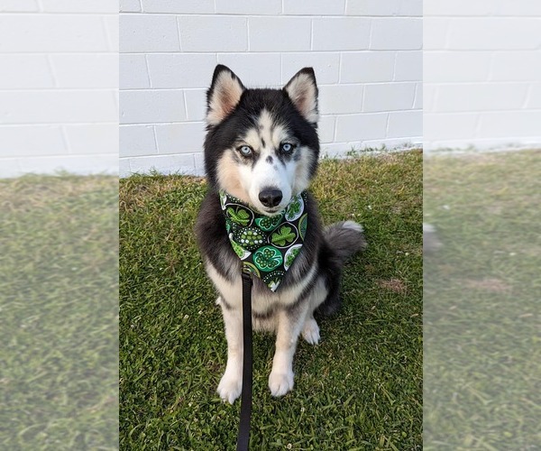 Medium Photo #7 Siberian Husky-Unknown Mix Puppy For Sale in Holly Springs, NC, USA