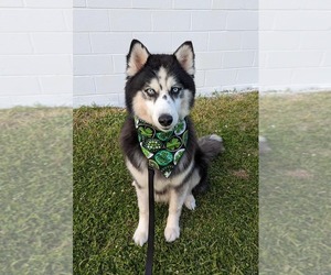 Kino - Male Siberian Husky-Unknown Mix Dog for Adoption - Photo #7