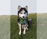 Small #6 Siberian Husky Mix