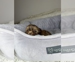 Small #8 Shih Tzu