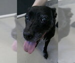 Small Labrador Retriever Mix
