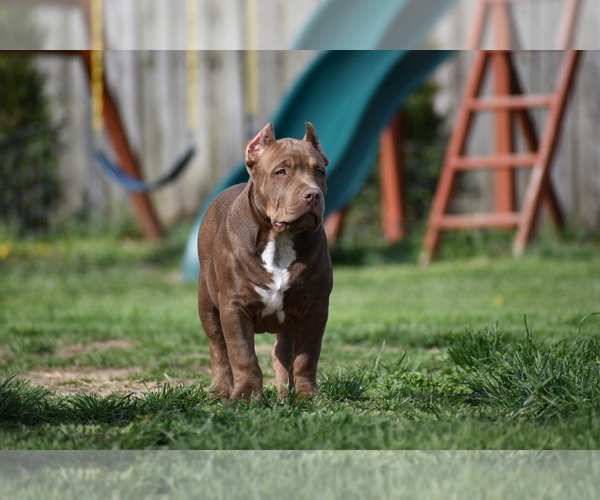 Medium Photo #4 American Bully Puppy For Sale in BOLIVAR, MO, USA