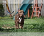 Small Photo #4 American Bully Puppy For Sale in BOLIVAR, MO, USA