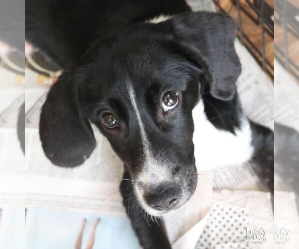 Medium Photo #3 Border Collie-Unknown Mix Puppy For Sale in Washington, DC, USA