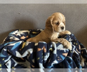 Medium Cocker Spaniel