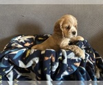 Puppy Puppy Purple Cocker Spaniel