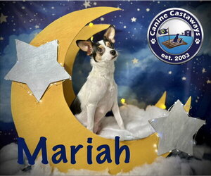 Rat Terrier Dogs for adoption in Arcadia, FL, USA