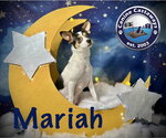Small Rat Terrier