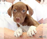 Small #2 Labrador Retriever Mix