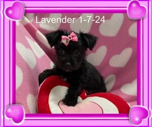 Maltese-Morkie Mix Puppy for sale in SILVERHILL, AL, USA