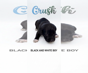 American Staffordshire Terrier-Unknown Mix Dogs for adoption in Holly Springs, NC, USA