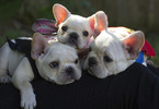 Small Photo #9 French Bulldog Puppy For Sale in GARNER, NC, USA