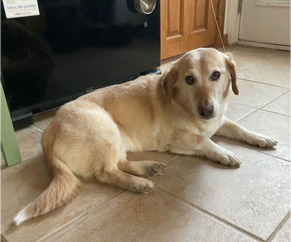 Medium Photo #3 Labrador Retriever Puppy For Sale in Minneapolis, MN, USA
