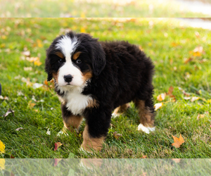 Bernese Mountain Dog Puppy for sale in MILLERSBURG, IN, USA