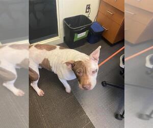 Chinese Shar-Pei-Unknown Mix Dogs for adoption in West Valley, UT, USA