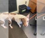 Small Chinese Shar-Pei Mix
