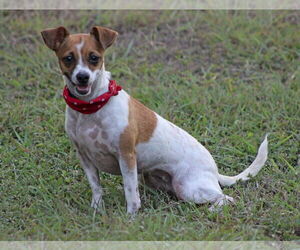 Rat Terrier-Unknown Mix Dogs for adoption in Cranston, RI, USA