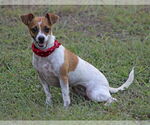 Small Rat Terrier Mix