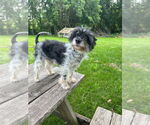 Small Maltese Mix
