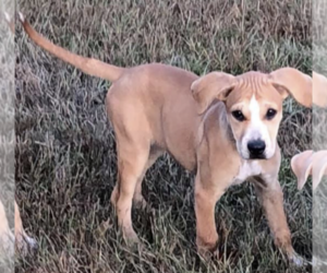Black Mouth Cur-Labrador Retriever Mix Dogs for adoption in SOMERVILLE, TX, USA