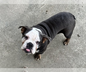 Bulldog Puppy for sale in SIDNEY, OH, USA