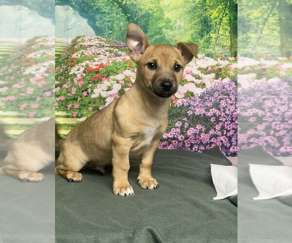 Medium Photo #1 Labrador Retriever-Unknown Mix Puppy For Sale in Lakewood, CO, USA