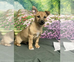 Labrador Retriever-Unknown Mix Dogs for adoption in Lakewood, CO, USA