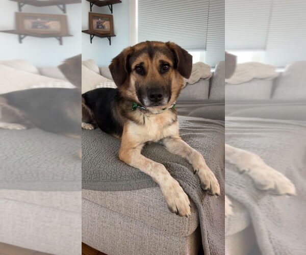 Medium Photo #17 Gerberian Shepsky Puppy For Sale in Gloversville, NY, USA