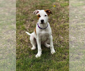 Mutt Dogs for adoption in Cliffwood, NJ, USA