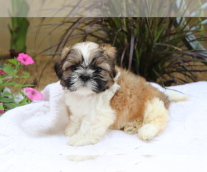 Shih Tzu Puppy for sale in SHILOH, OH, USA