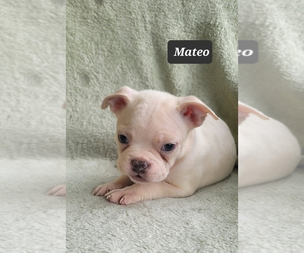 Medium Photo #12 Boston Terrier Puppy For Sale in MINERAL WELLS, WV, USA
