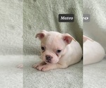 Small Photo #12 Boston Terrier Puppy For Sale in MINERAL WELLS, WV, USA