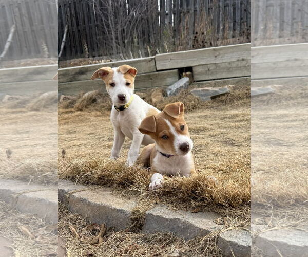 Medium Photo #5 Australian Shepherd-Unknown Mix Puppy For Sale in Denver , CO, USA