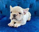Small #1 French Bulldog