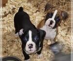Small #12 Boxer