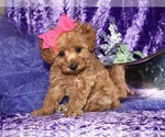 Small #4 Poodle (Toy)