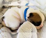 Small Photo #6 French Bulldog Puppy For Sale in TAMPA, FL, USA