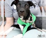 Small #2 Labrador Retriever-Retriever  Mix
